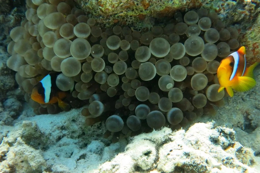 Marsa Mubarak Dive Site