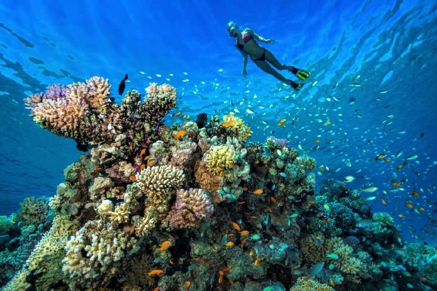 Shaab Marsa Alam Dive Site