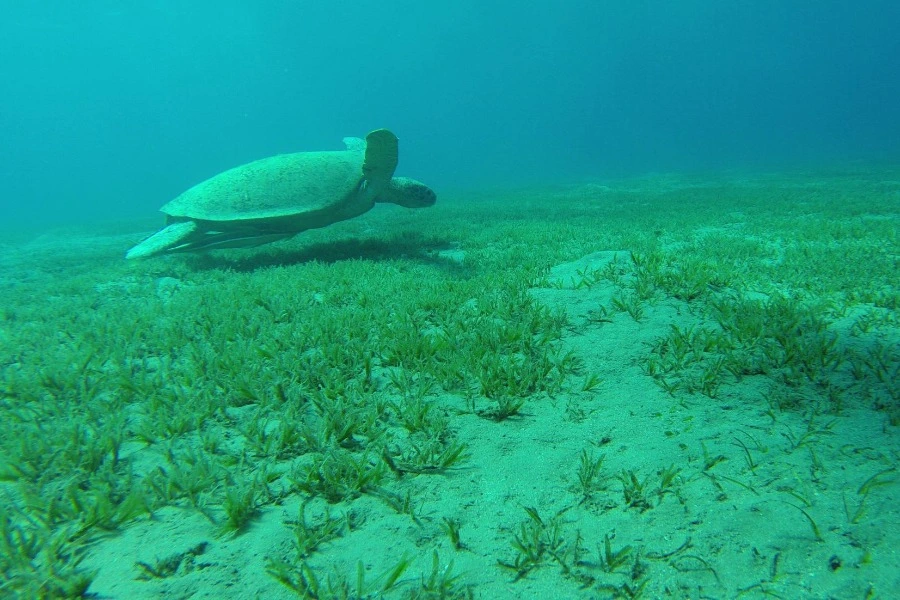 Sharm El Luli & Qulaan Mangrove Bay